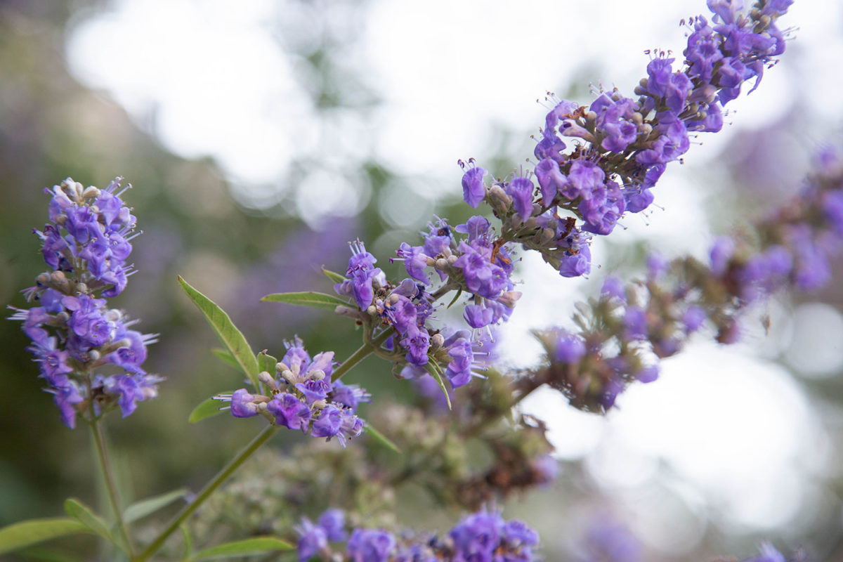 Flowers at Serenity View