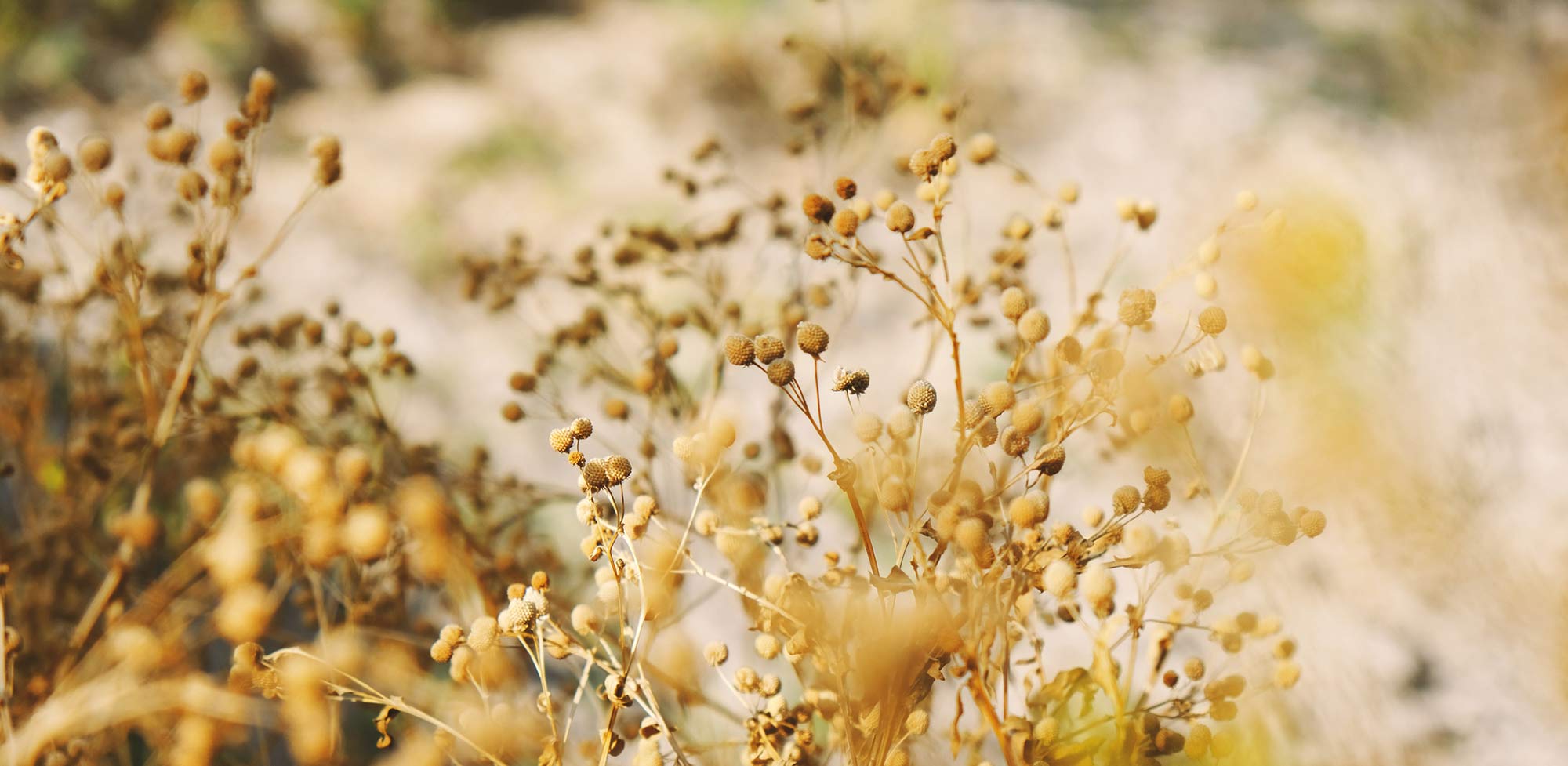 Texas field of dry flowers