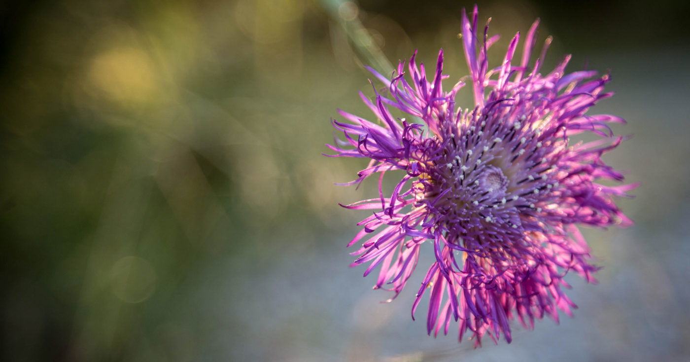 Flowers at Serenity View